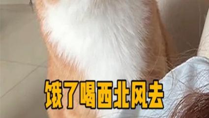 饿了喝西北风去