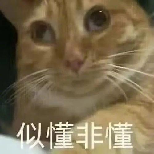 似懂非懂