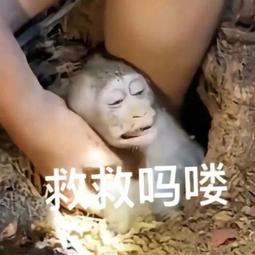 救救吗喽