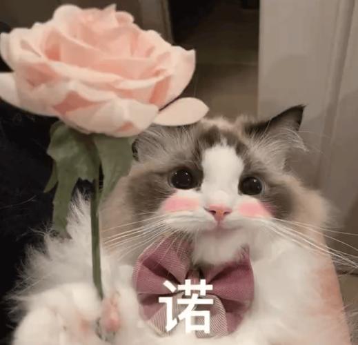 诺 茶