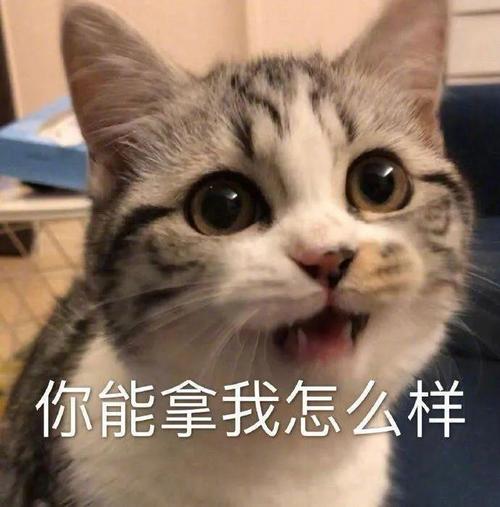 你能拿我怎么样