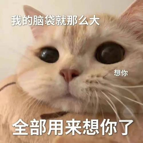 我的脑袋就那么大 想你 全部用来想你了