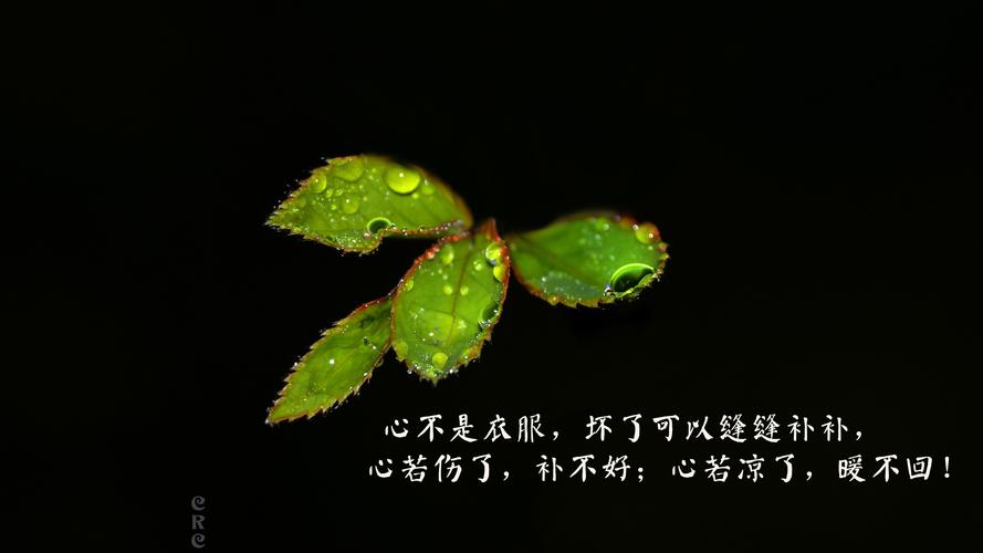 心不是衣服，坏了可以缝缝补补， 心若伤了，补不好；心若凉了，暖不回！