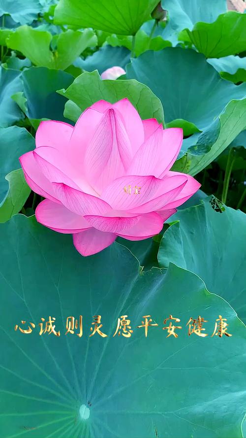 心诚则灵愿平安健康