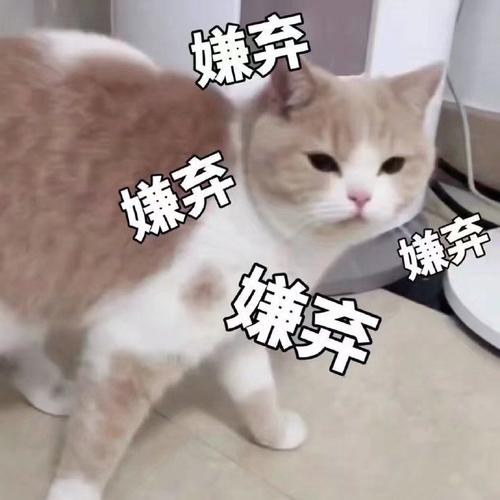 嫌弃 婵弃 嫌弃