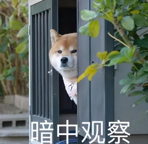 暗中观察