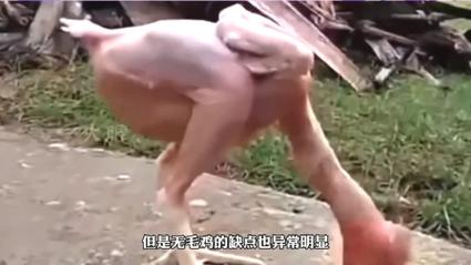 但是无毛鸡的缺点也异常明显