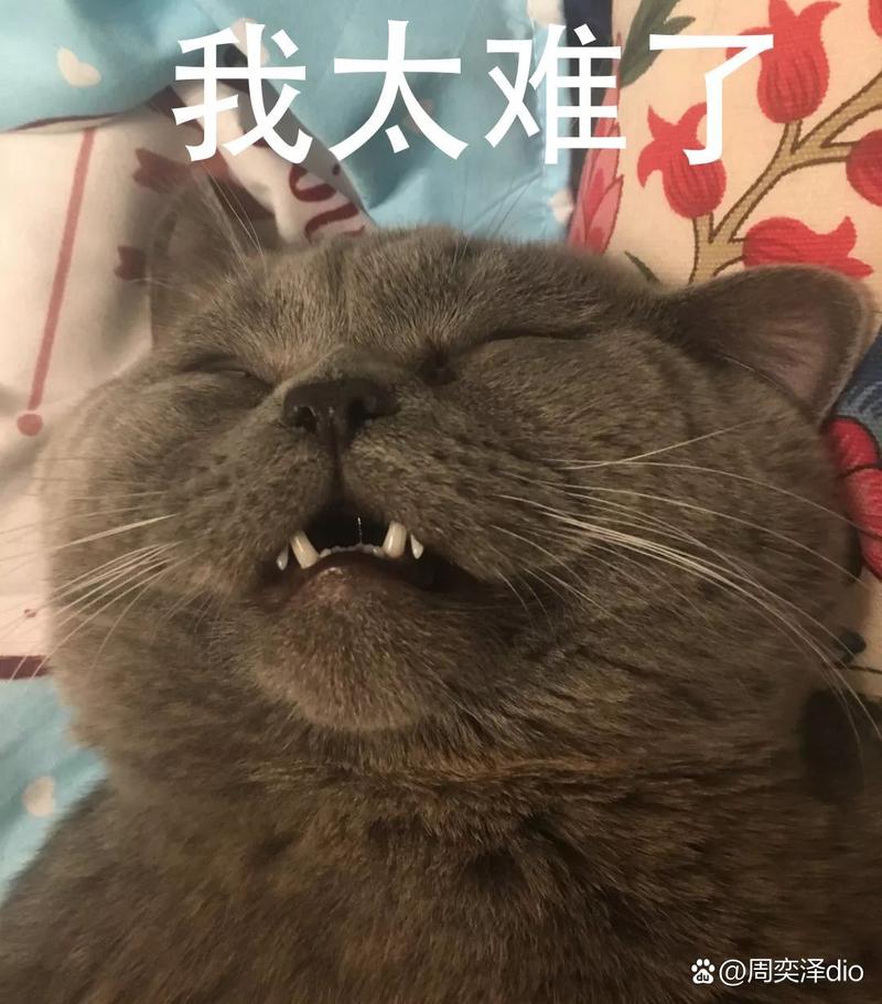 我太难了 @周奕泽dio