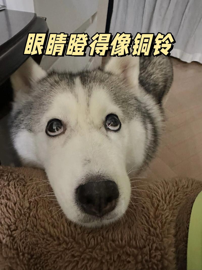 眼睛瞪得像铜铃