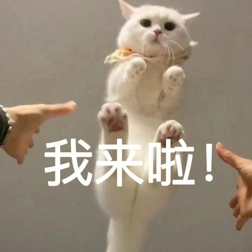 我来啦！