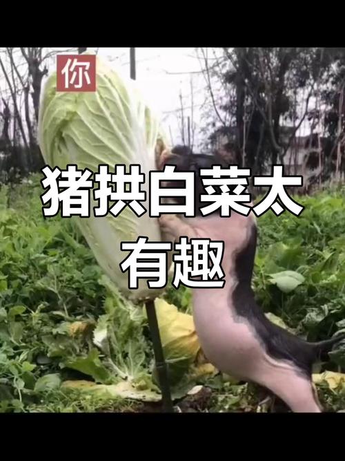 你 猪拱白菜太 有趣