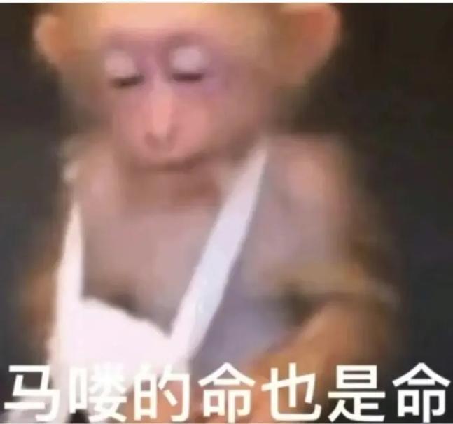 马的命也是命