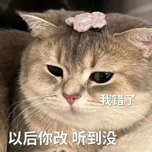我错了 以后你改听到没