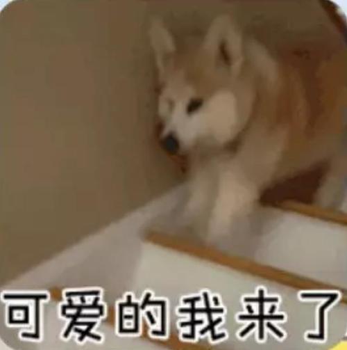 可爱的我来了