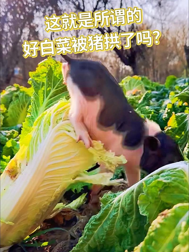 这就是所谓的 好白菜被猪拱了吗？