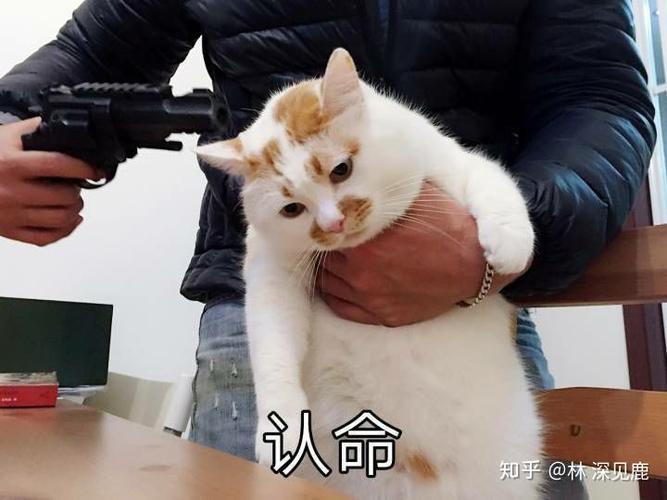 认命 知乎@林深见鹿
