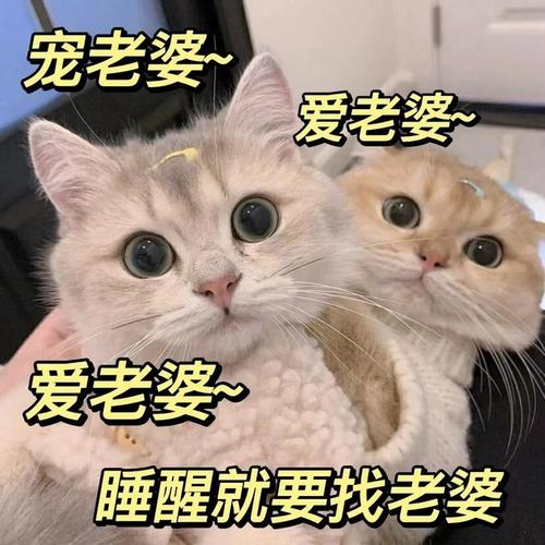 宠老婆~ 爱老婆~ 爱老婆~ 睡醒就要找老婆