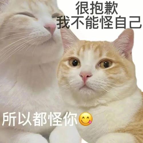 很抱歉 我不能怪自己 所以都怪你