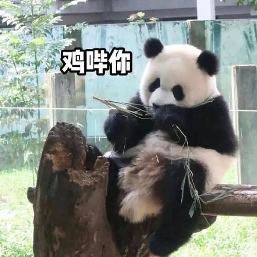 鸡哗你