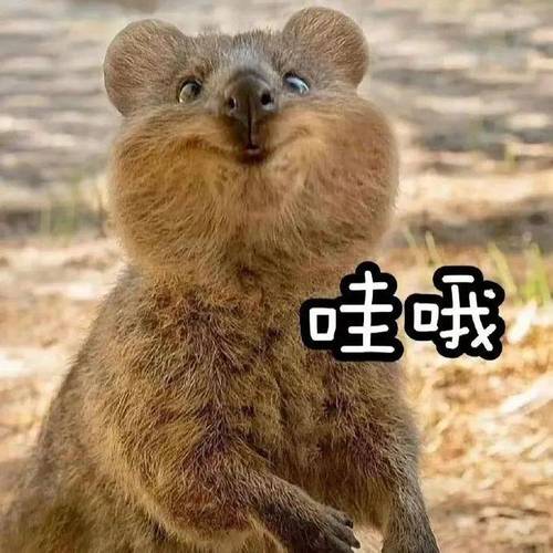 哇哦 哇哦