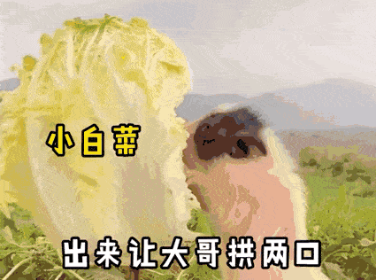小白苹 出来让大哥拼两回