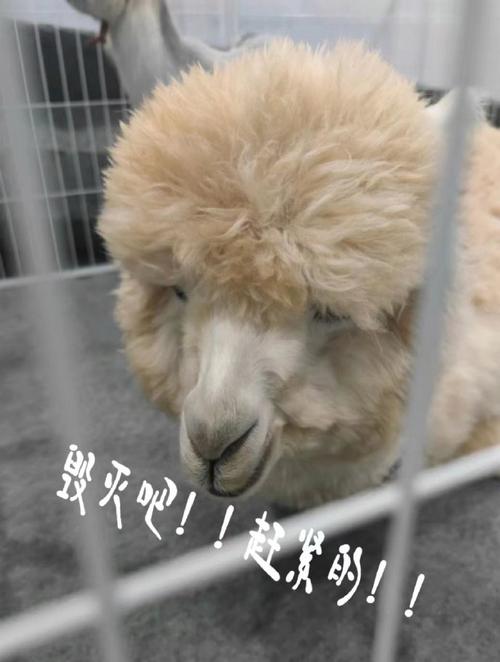 毁灭吧！赶紧啊！