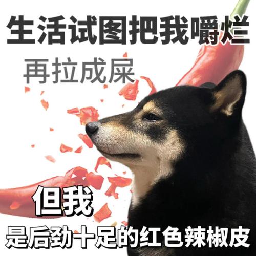 生活试图把我嚼烂 再拉成屎 但我 是后劲十足的红色辣椒皮