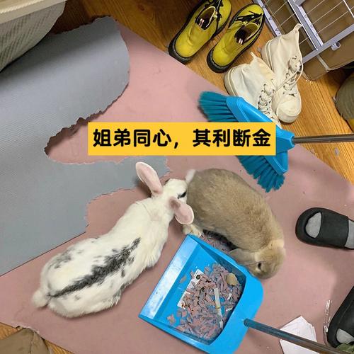 姐弟同心，其利断金