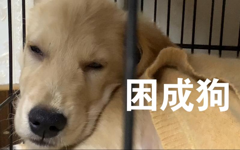 困成狗