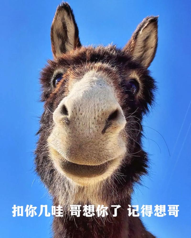 扣你几哇哥想你了记得想哥