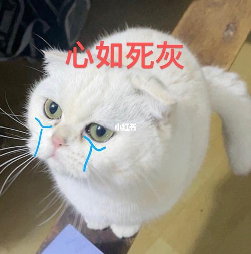 心如死灰 