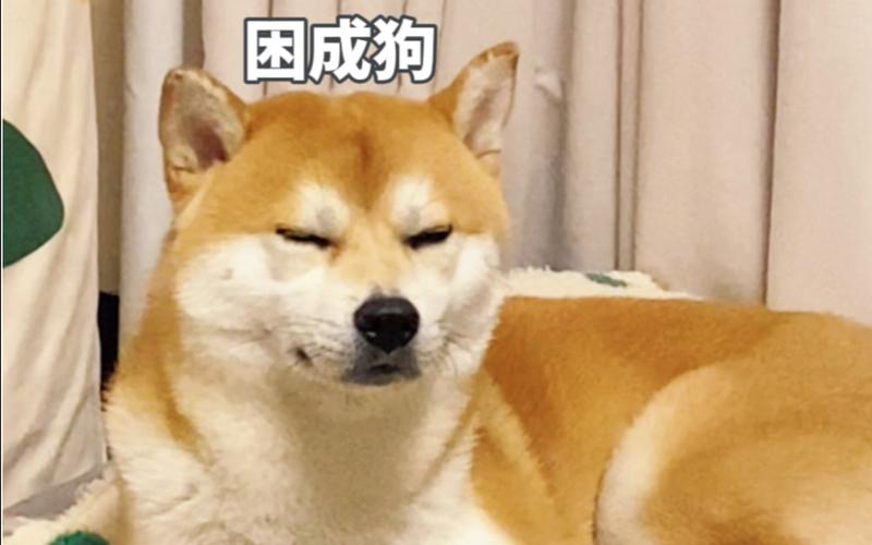困成狗
