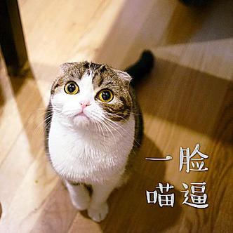 一脸逼 喵