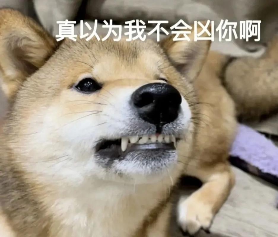 真以为我不会凶你啊