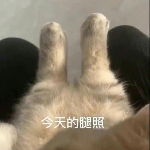 今天的腿照