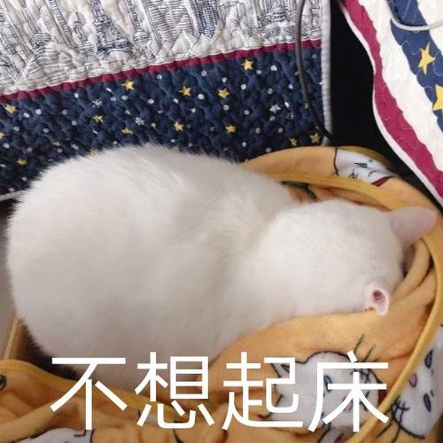 不想起床