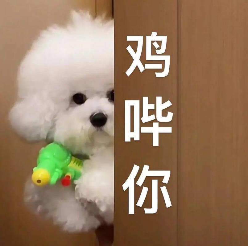 鸡哗你