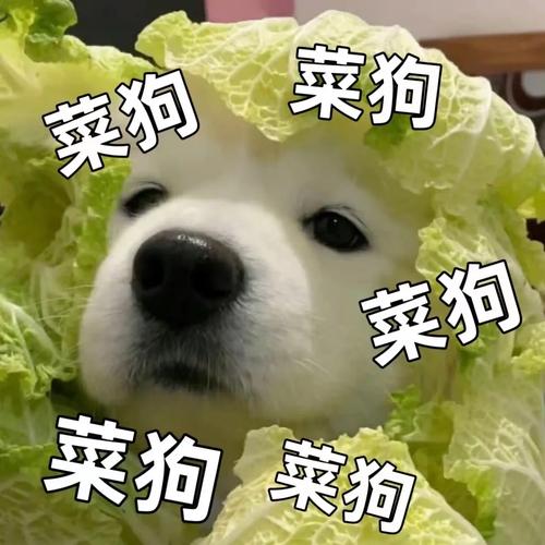菜狗 菜狗 菜狗 菜狗