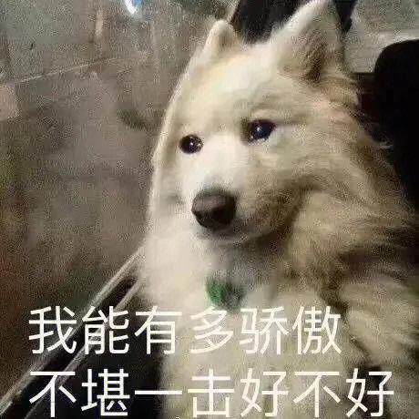 我能有多骄傲 不堪一击好不好