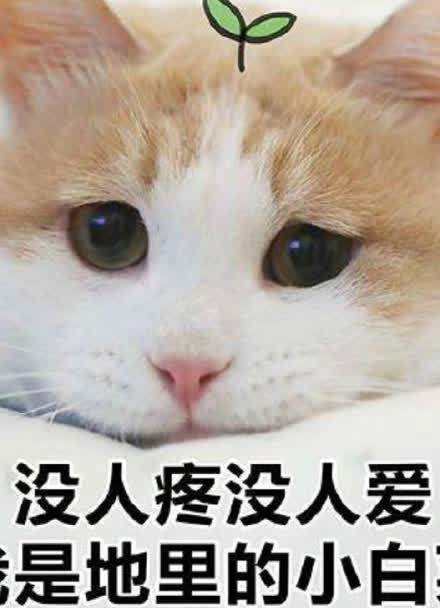 没人疼没人爱 是地里的小白