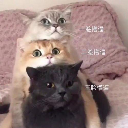 脸懵逼 二脸懵逼 三脸懵逼