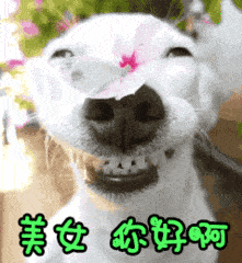 美女 你好呵