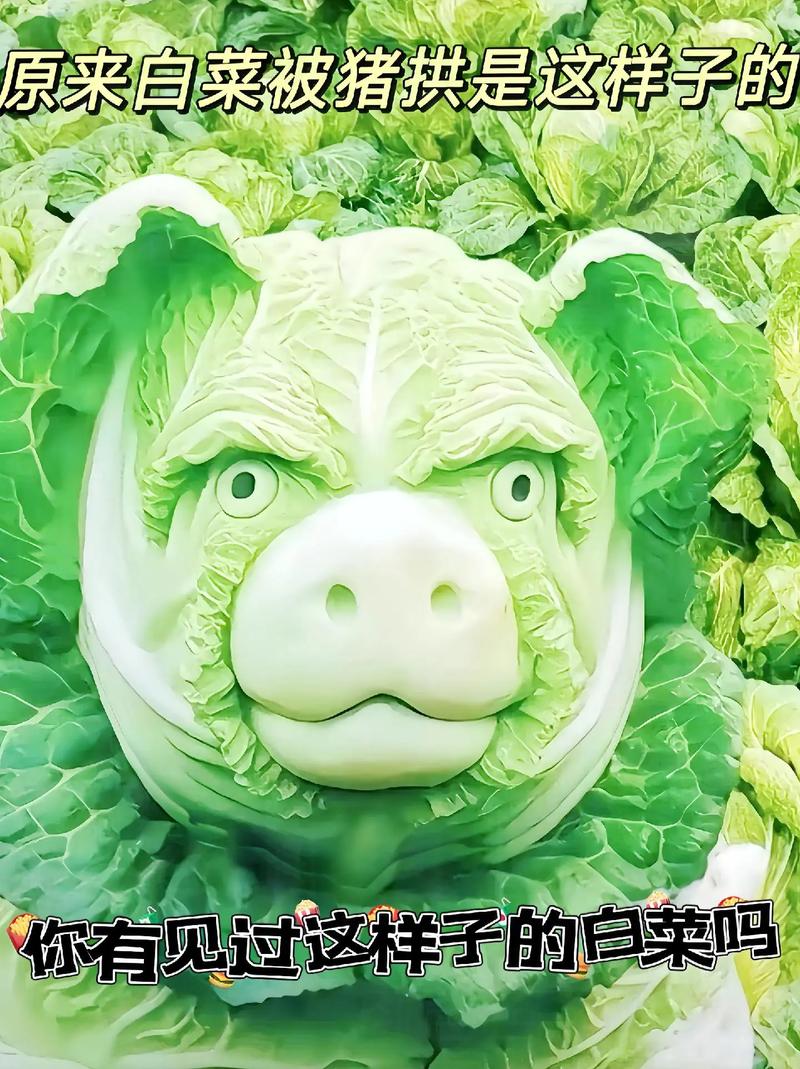 原来白菜被猪拱是这样子的 你有见过这样子的自来吗
