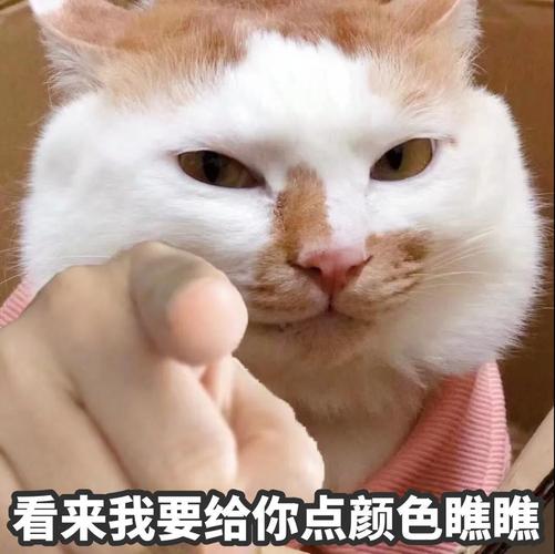 看来我要给你点颜色瞧瞧