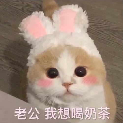 老公我想喝奶茶