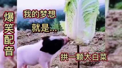 我的梦想 就是 爆笑配音 拱一颗大白菜