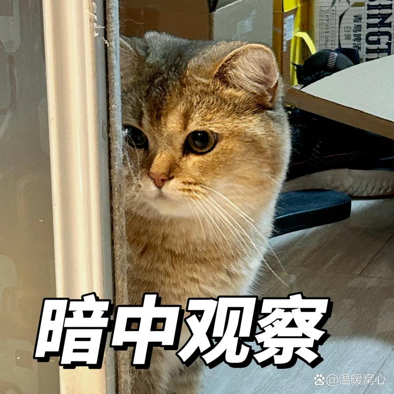 暗中观察 @温暖窝心
