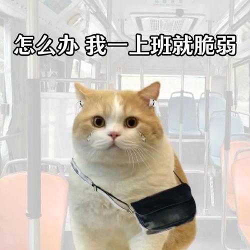 怎么办我一上班就脆弱
