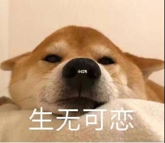 生无可恋