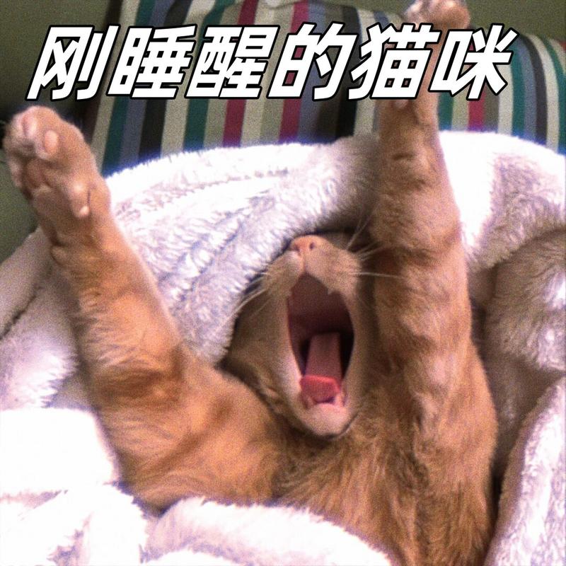 刚睡醒的猫咪